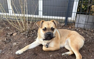 Antrag auf Hundefreilaufflächen