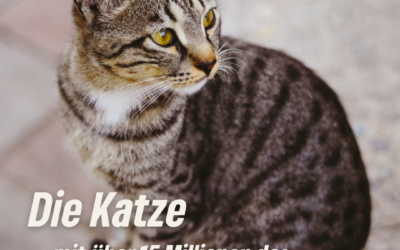 Katzen­fans in Schaaf­heim aufgepasst!